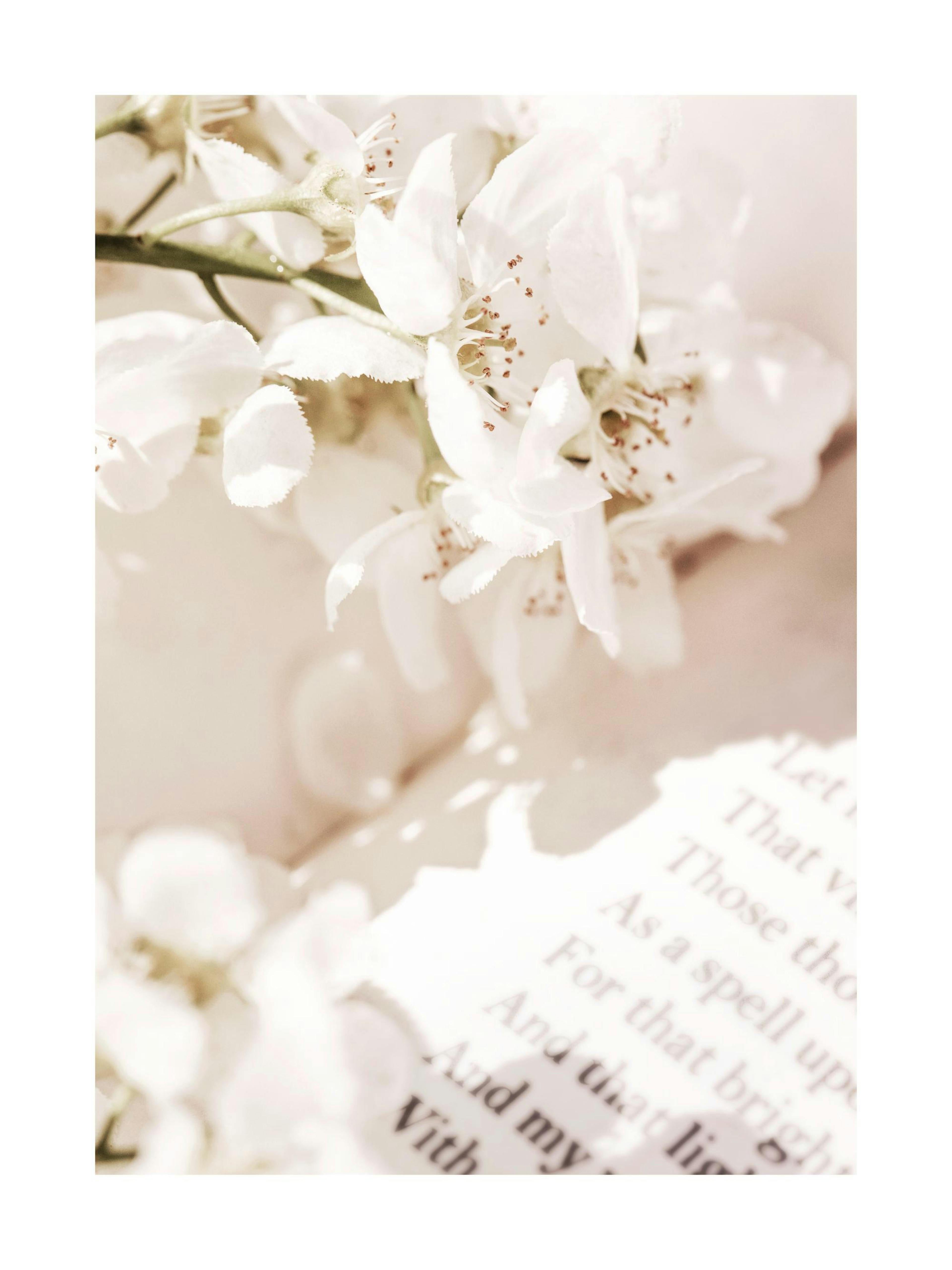 Nahaufnahme von weißen Blüten mit Buchseiten im Hintergrund, romantisches Blumenposter in zarten Farbtönen.