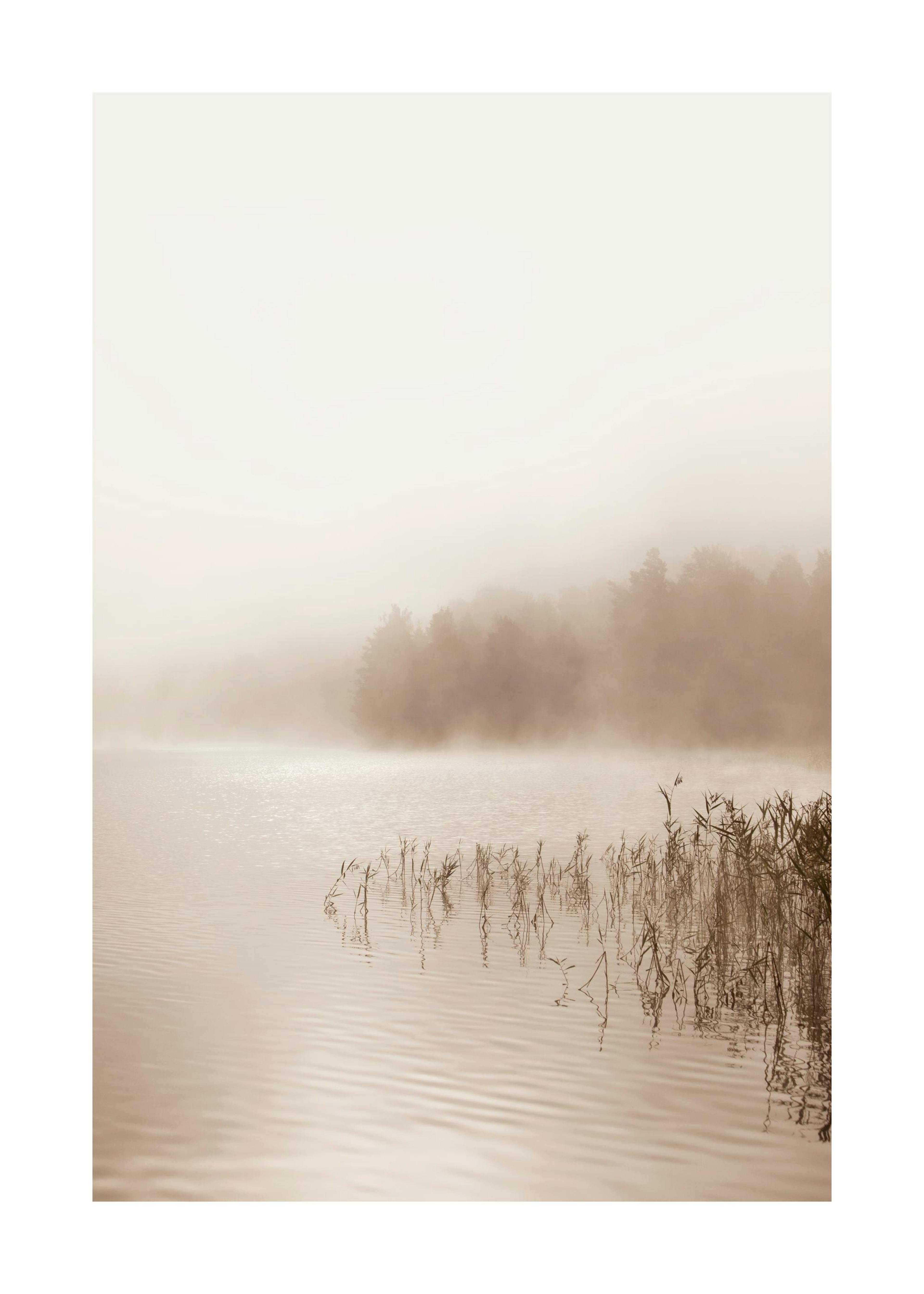Foggy lake poster print with trees shrouded in mist and reeds in the water.