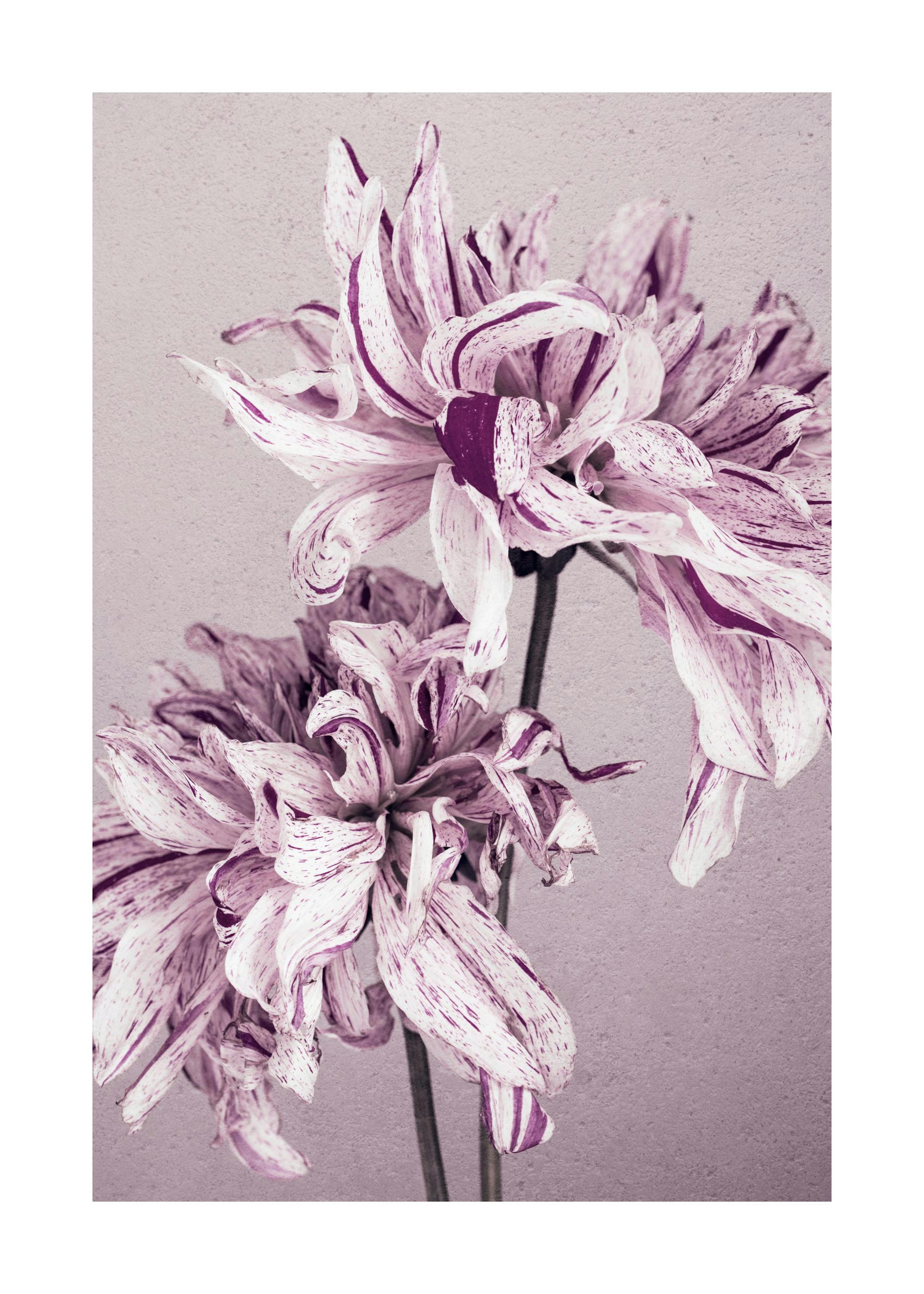 Lila und weiße Dahlienblüten mit dunkleren violetten Sprenkeln auf strukturiertem Hintergrund, botanisches Poster.