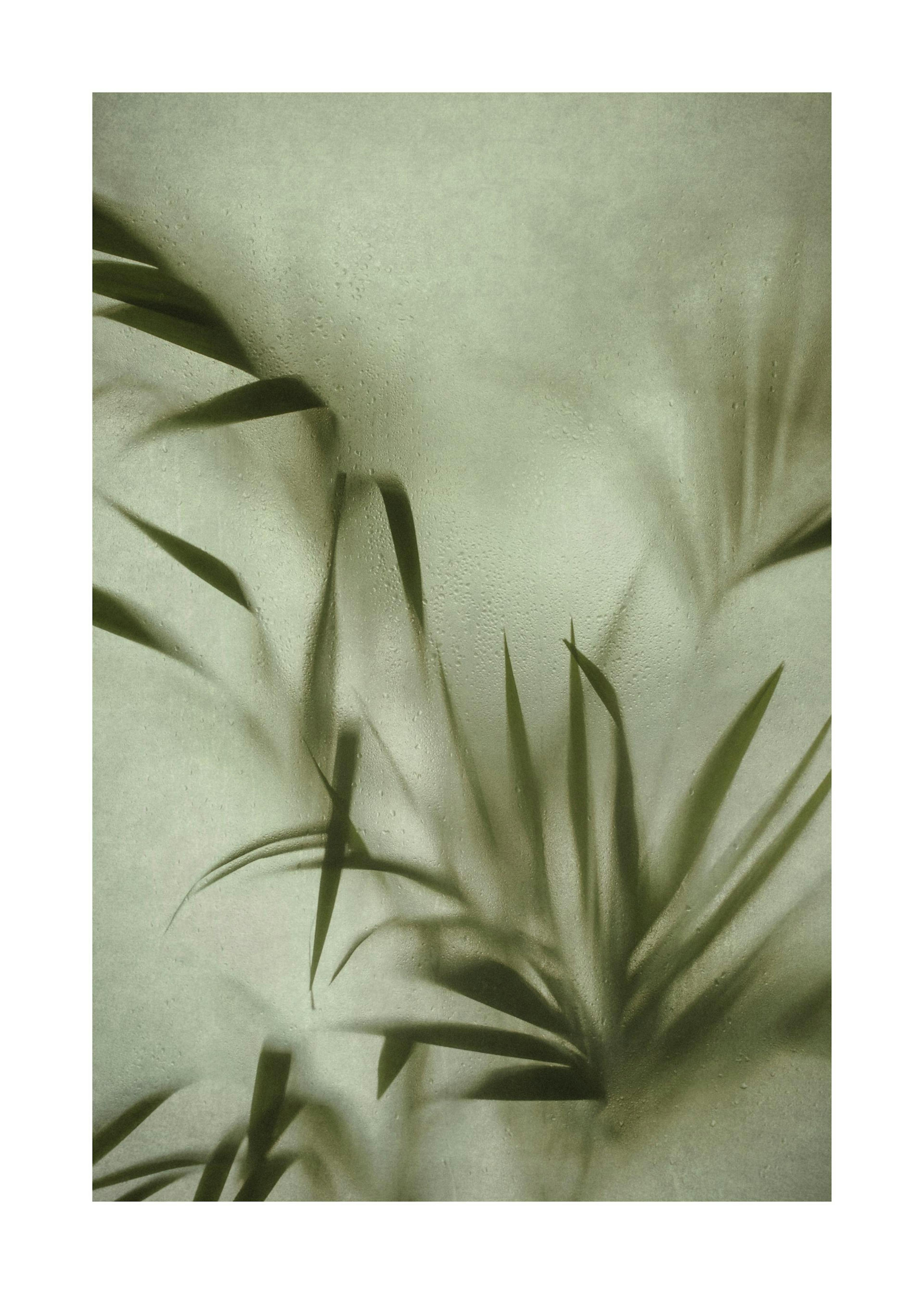Botanisches Poster, Palmenblätter hinter verschwommener Oberfläche mit Nebel- und Tautropfeneffekt, grüne Natur.