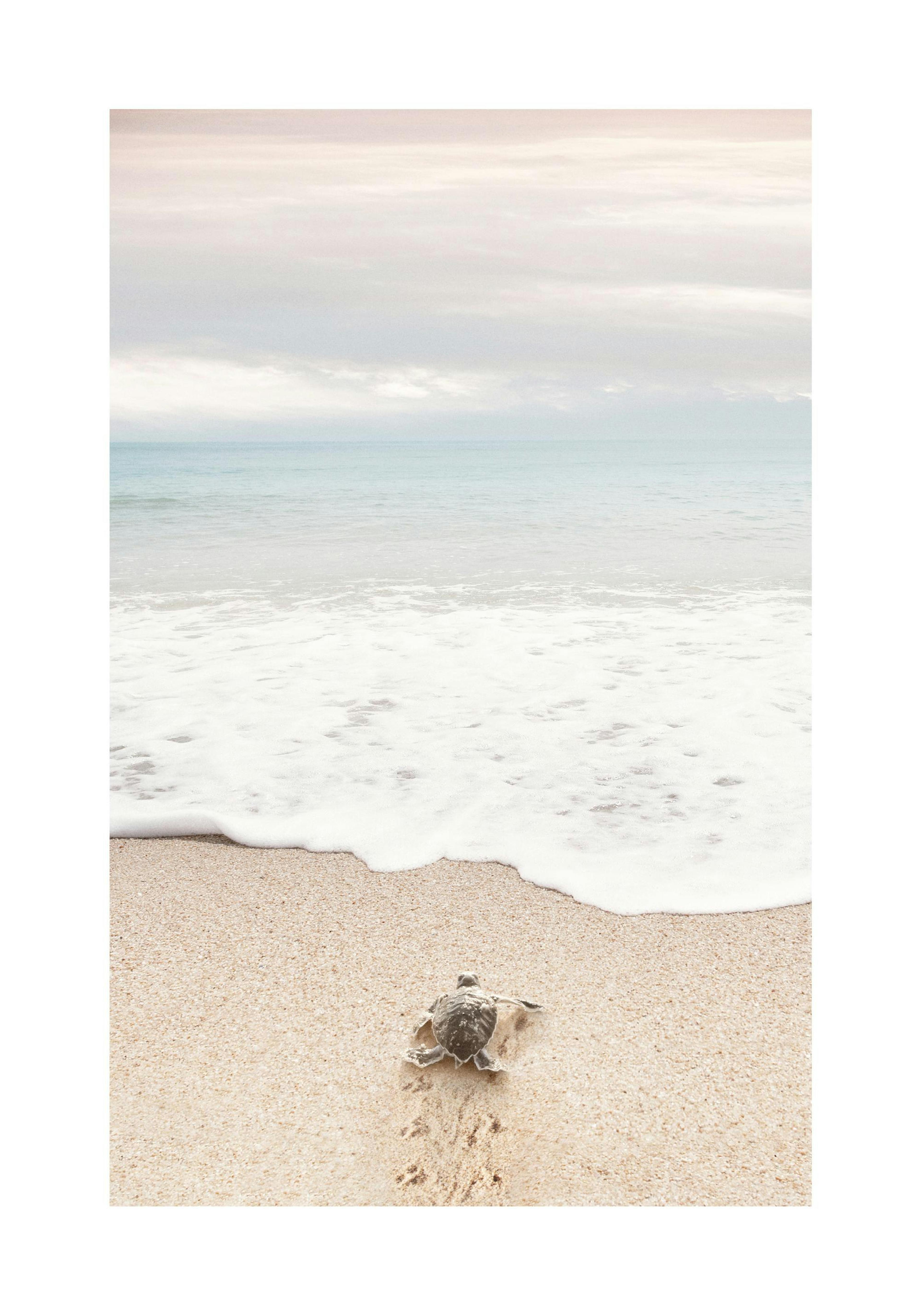 Póster de tortuga bebé en la playa yendo hacia el mar, con olas y cielo nublado. Fotografía de vida marina.